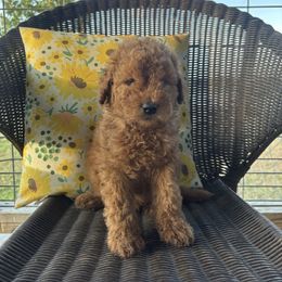 Light green - Cream male Goldendoodle puppy in Seguin, Texas from Dude Ranch Doodles