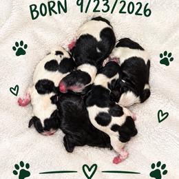 Moxie - Black and white female Havanese puppy in Orange, California from Havanese Bragger’s