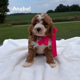 Anabel - Red  female Goldendoodle puppy in Estesburg, Kentucky from Wet Goldendoodle Kisses