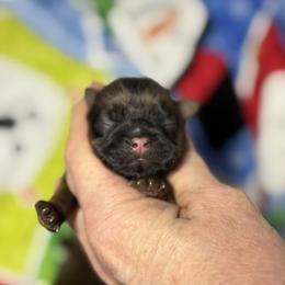 Gold.red - Gold female Shih Tzu puppy in Sharon, Pennsylvania from Keystone Danes and Shih tzus