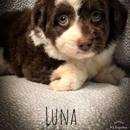 Aussiedoodle Puppies from Ohana Companions