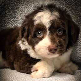 Aussiedoodle Puppies from Ohana Companions