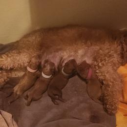 Poodle puppies from Desert Storm Poodles