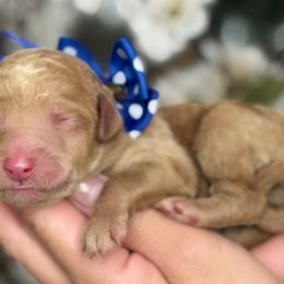 Pongo - Apricot male Goldendoodle puppy in Yuciapa, California from AlltheDoodlez_