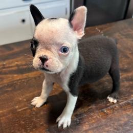 L. Male (runt) - Black and white male Boston Terrier puppy in Mc Donough, Georgia from Ballard Boston Terriers