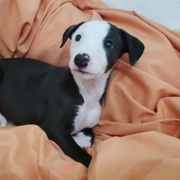 Whippet Puppies from Whippets of Astora