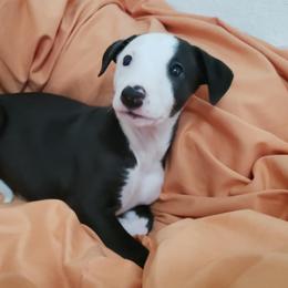 Whippet Puppies from Whippets of Astora