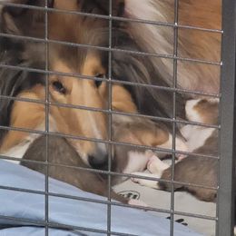 Collies from Starrlit Collies