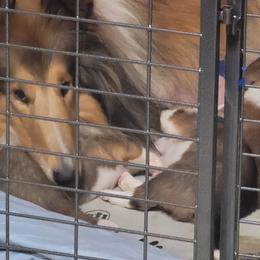 Collies from Starrlit Collies