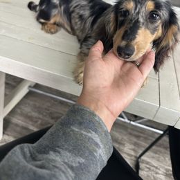 Mack - Dachshund
