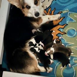 Cardigan Welsh Corgi and Pembroke Welsh Corgi Puppies from Dinger’s Dogs