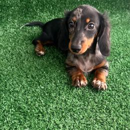 Socks - Dapple female Dachshund puppy in Hawley, Texas from Foxy’s Dachshunds & Toy Aussies