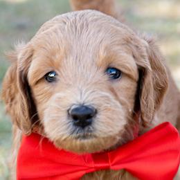 Red Haven - Red  male Goldendoodle puppy in Roy, Utah from Doodles are Amazing