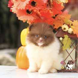 AKC Cookie - Chocolate parti female Pomeranian puppy in Santa Rosa, California from Cute California Poms