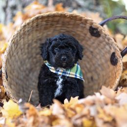 Aussiedoodle Puppies from Johnson’s Highland Pride Aussiedoodles
