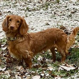 Ollie - Dachshund