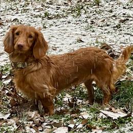Ollie - Dachshund