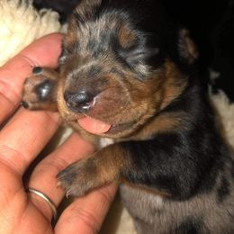 Dachshund Puppies from Orchard Dachshunds