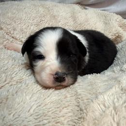 Pup 7 - Black & white female Australian Shepherd puppy in Tehachapi, California from Country Oaks Farm
