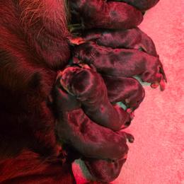 Boy 4 - Black and tan male Rottweiler puppy in Stanton, Kentucky from Vom Hause Alistair