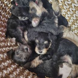 Miniature Schnauzers from Arnold Acres Mini Schnauzers