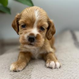 Yvonne yellow female - Red female Cocker Spaniel puppy in Howe, Indiana from A&J Kennel