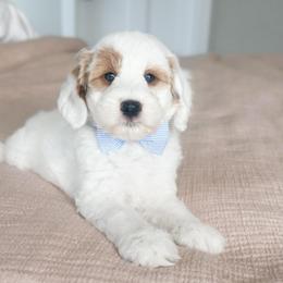 Coach - Parti male Goldendoodle puppy in Sterling, Illinois from Charley's Goldendoodles