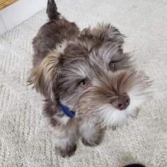 Miniature Schnauzer Puppies from Southern Magnolia Schnauzers