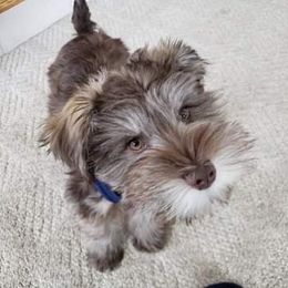 Miniature Schnauzer Puppies from Southern Magnolia Schnauzers