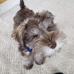 Miniature Schnauzer Puppies from Southern Magnolia Schnauzers