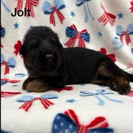 Jolt - Black and red male German Shepherd puppy in Coplay, Pennsylvania from By My Side Germans Shepherds & Dobermans