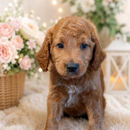 Boy 3 - Apricot male Goldendoodle puppy in Haleyville, Alabama from Susan’s Prefurred Doodles