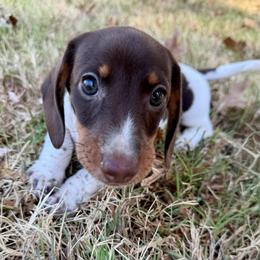 Honey AKC FULL - Piebald female Dachshund puppy in Gentry, Arkansas from Sweet As Pie Doxies
