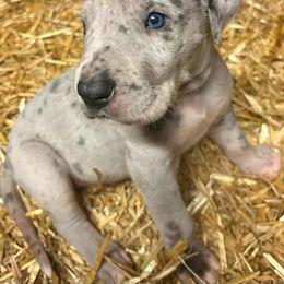 PROM - Merle male Great Dane puppy in Street, Maryland from Grant’s Gorgeous Greats