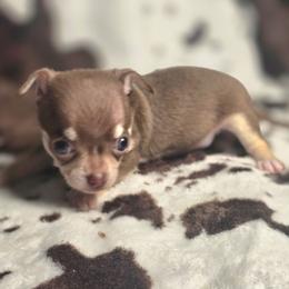 Woody - Chocolate and tan male Chihuahua puppy in Plainfield, Indiana from Abby's Pampered Pooches