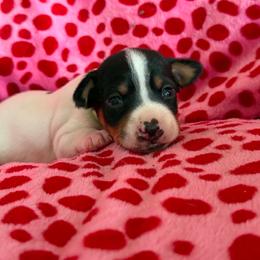 Cosmo - White black and tan male Rat Terrier puppy in Molalla, Oregon from The Puppy Patch Rat Terriers