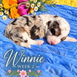 Winnie - Chocolate merle female Bernedoodle puppy in Burbank, Ohio from Berns & Doodles