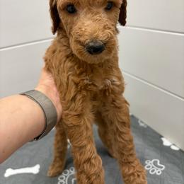 Pistachio collar - Red  female Poodle puppy in San Benito, Texas from Irene's Poodles
