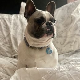 Jaxon - French Bulldog