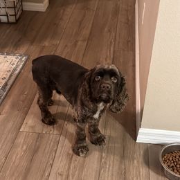 Buster - Cocker Spaniel