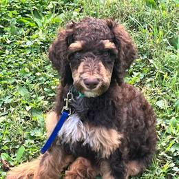 Matt Damon - Phantom male Poodle puppy in Mount Gilead, Ohio from Cats Creek Standard Poodles