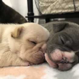 French Bulldog Puppies from Roughneck Frenchies