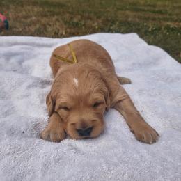 Woody - Yellow collar (1st pick male) - Golden male Golden Retriever puppy in Tenino, Washington from Oak River Goldens'