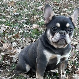 French Bulldogs and Poodles from Huddle Puppies