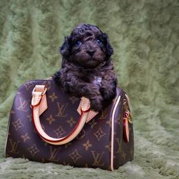 Autumn - Sable female Poodle puppy in Weston, Florida from Miami Toy Poodles