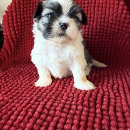 Sarah - Black white and silver female Shih Tzu puppy in Atoka, Oklahoma from Boggy Depot Cavaliers & Friends