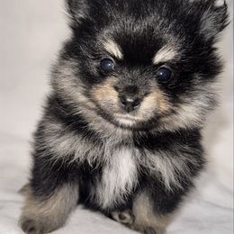Rooster - Black and tan male Pomeranian puppy in Enfield, Connecticut from That Pom Haus