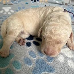 Wonder Woman - Cream female Goldendoodle puppy in Pensacola, Florida from Goldendoodles Love You in Pensacola Friend Edition