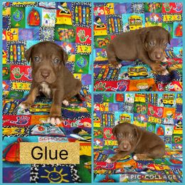 Glue - Chocolate male Catahoula Leopard Dog puppy in Forbes, Minnesota from North Country Catahoulas