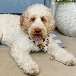 Australian Labradoodles from J & D Australian Labradoodles